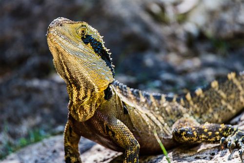 closeup photography of yellow and black lizard