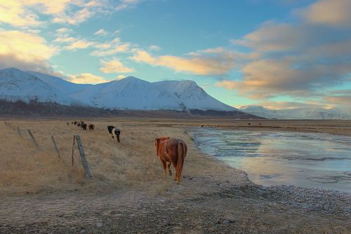 cow walking on field near mountain alps