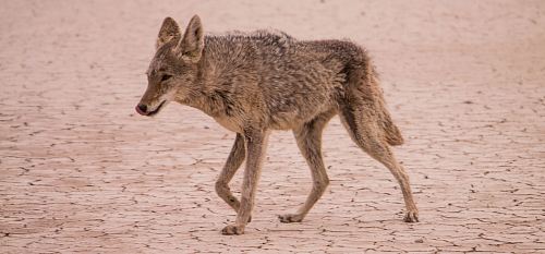 coyote walking on desert during daytime