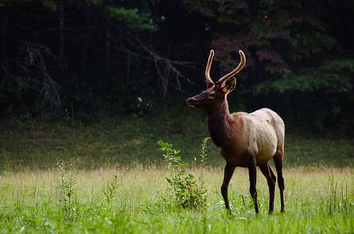 deer near forest