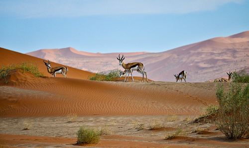 deer on dessert during daytime