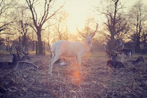 deer standing in middle of group