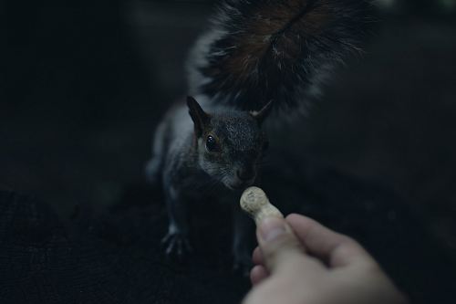 depth of field photography of person feeding squirrel