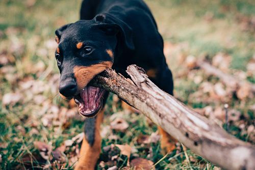 dog eating wood log