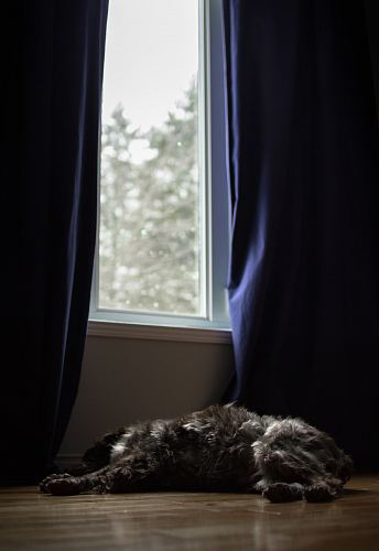 dog resting in front of window