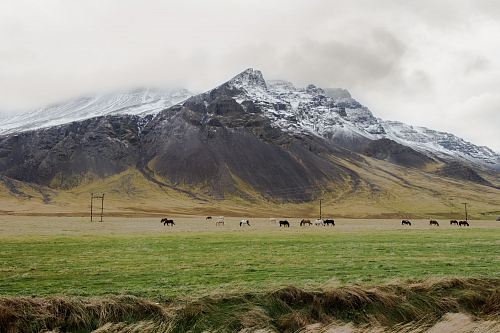 farm animals on grass field near mountain