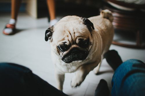 fawn pug on floor