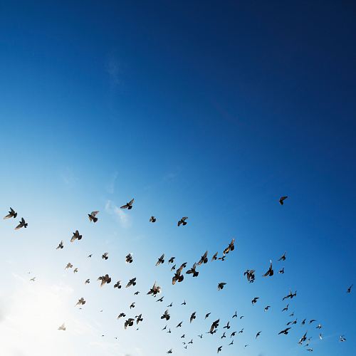 flock of bird flying in sky