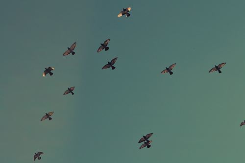 flock of brown birds flying on blue sky