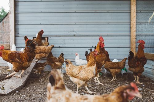 flock of hen near gray wall