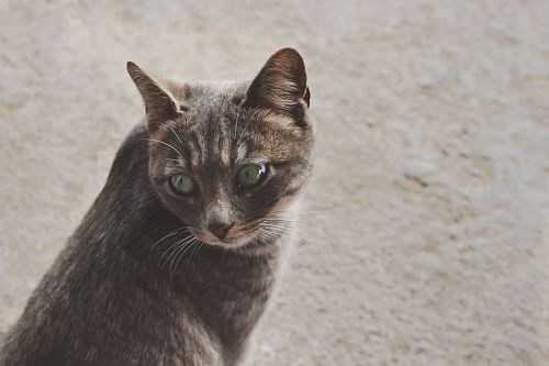 focused photo of a silver tabby cat