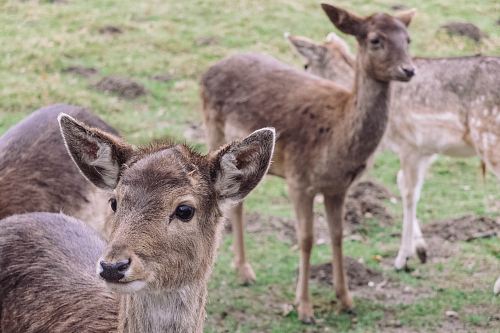 four brown deers during daytime
