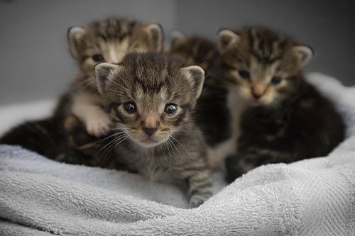 four brown tabby kittens