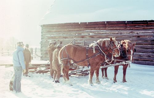 four men near two brown horses