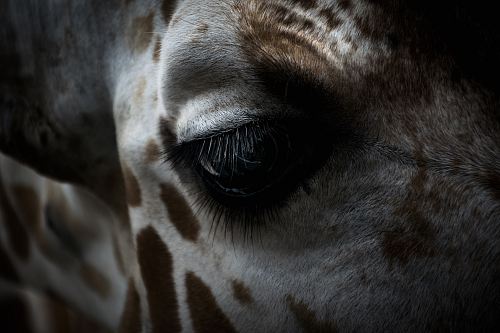 giraffe's eye