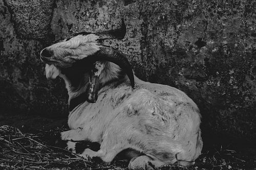 goat in grayscale photo