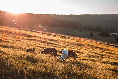 goats eating grass during day time