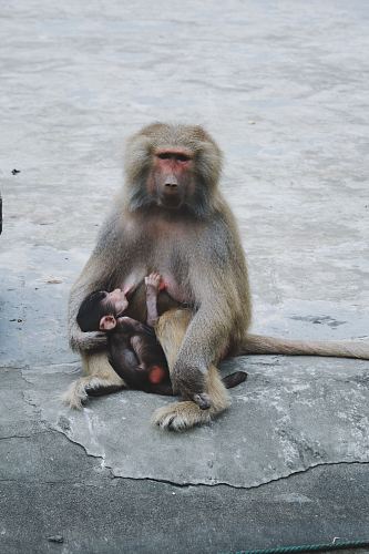 gray and black baboon