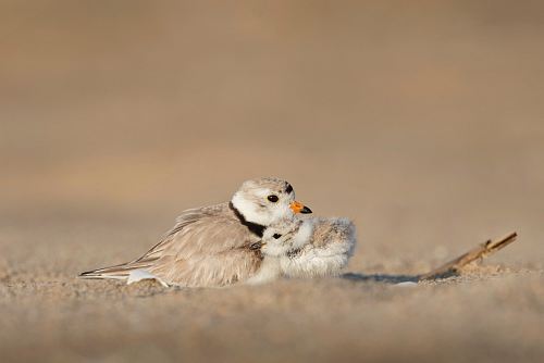 gray and black birds on brown sand