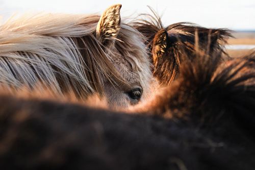 gray and brown animal