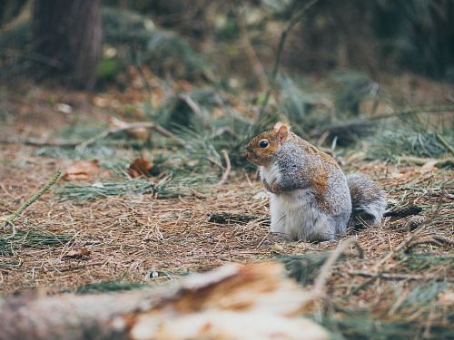 gray and brown squirrel on brown grasses