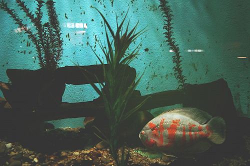 gray and orange fish beside green leafed plant