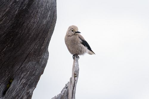 gray bird standing on edge of drift wood