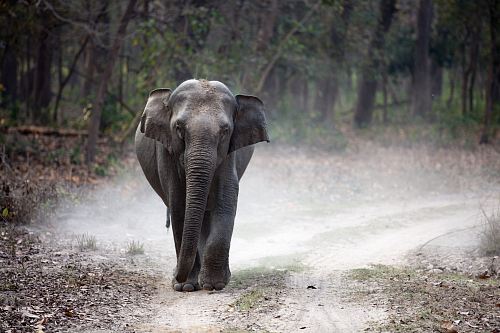 gray elephant cub walking alone on pathway creating dust