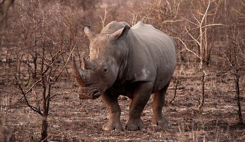 gray rhinoceros in the middle of brown bare bushes
