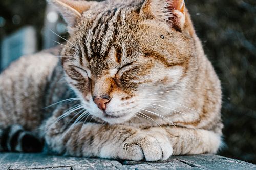 gray tabby cat lying on wood surface