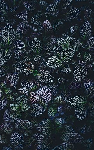 green and blue leaves plants