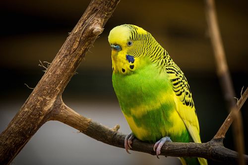 green and yellow bird standing on tree branch