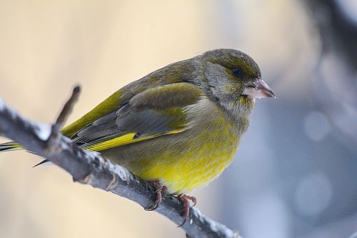 green bird in shallow focus
