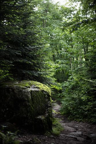green trees in forest