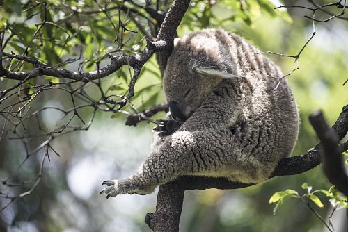 grey koala bear on tree