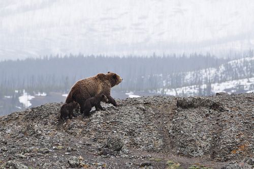 grizzly bear walking on mountain