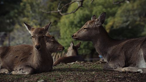 group of deer