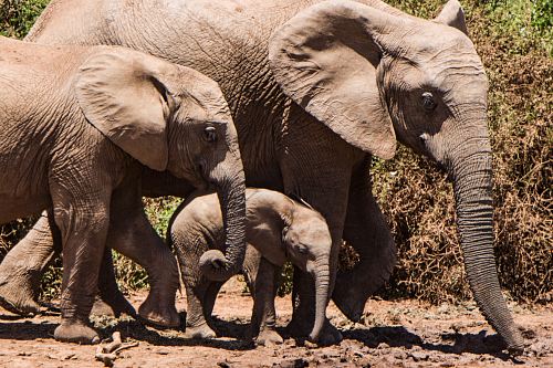 group of elephants