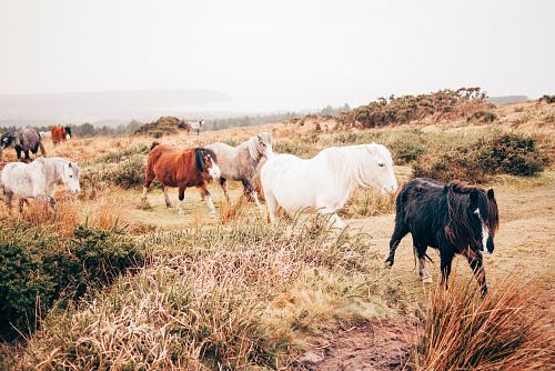 group of horse walking in plain