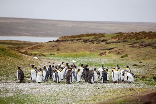 group of penguins