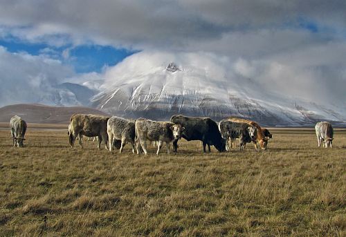 herd of cows eating grass