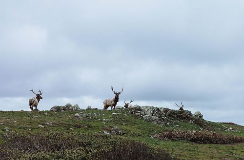 herd of deer on green grass field