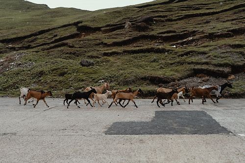 herd of goats on road