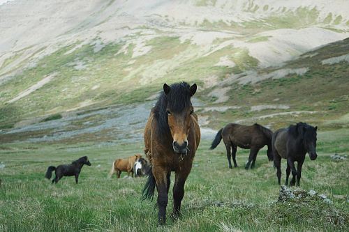 herd of horses on mountain