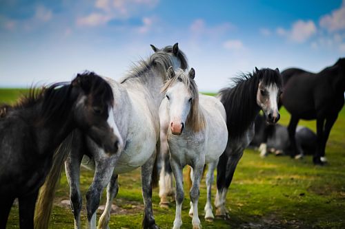 herd of horses standing on grass