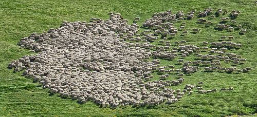 herd of sheep running on green grass field