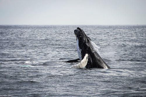 humpback whale jumping on sea
