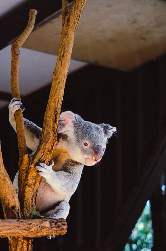 koala hanging on branch