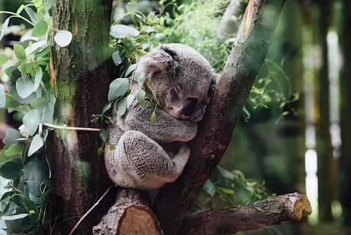 koala sleeping on tree branch