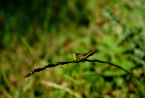 macro photo of grasshopper on leaf branch